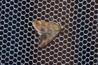 Pyrausta despicata