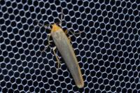 Manulea complana