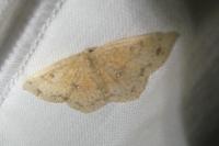 Cyclophora porata