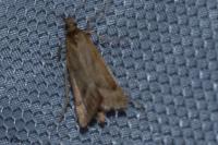 Synaphe punctalis