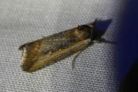 Epimecia ustula