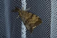 Lymantria dispar