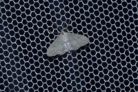 Idaea subsericeata