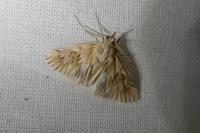 Cynaeda dentalis