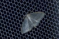 Idaea subsericeata