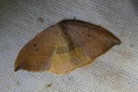 Watsonalla binaria