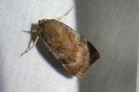 Noctua janthe/janthina