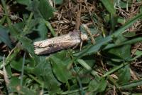 Axylia putris