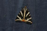 Euplagia quadripunctaria