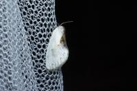 Cilix glaucata