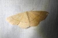 Cyclophora ruficiliaria