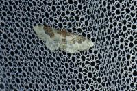 Idaea rusticata