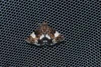 Tyta luctuosa