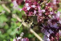 Heliothis viriplaca