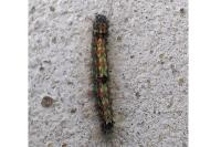 Lithosia quadra