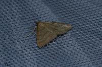 Psammotis pulveralis