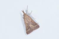 Synaphe punctalis