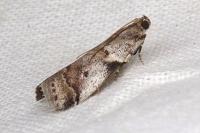 Acrobasis glaucella/fallouella