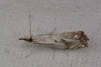 Catoptria falsella