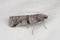 Ephestia welseriella