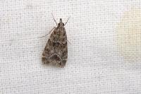 Eudonia mercurella