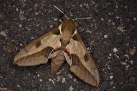Hyles nicaea
