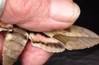 Hyles nicaea