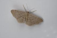 Idaea belemiata helianthemata