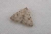 Metachrostis velox