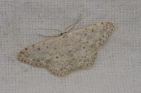 Scopula marginepunctata