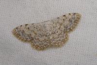 Scopula submutata roseonitens