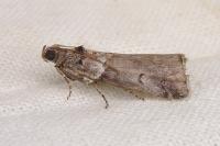 Acrobasis legatea