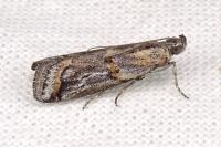 Asalebria florella