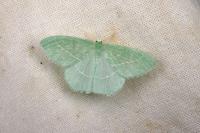 Hemistola chrysoprasaria