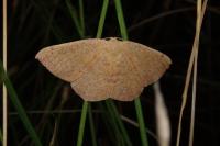 Cyclophora puppillaria