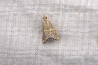 Euchromius bella