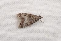 Eudonia mercurella