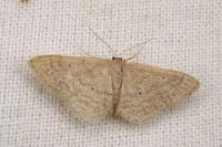 Idaea obsoletaria