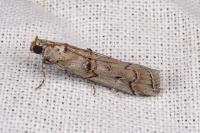 Pempelia palumbella