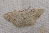 Scopula marginepunctata