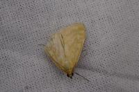 Sitochroa verticalis