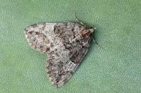 Hydriomena furcata