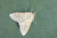 Paracorsia repandalis