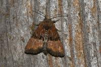 Mesoligia furuncula