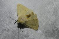 Spilarctia lutea