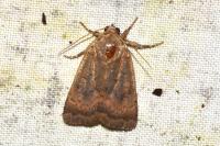 Noctua interjecta