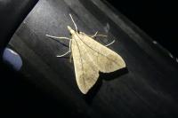 Mecyna asinalis