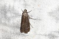 Phycita roborella