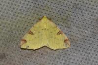 Opisthograptis luteolata