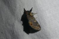 Notodonta dromedarius